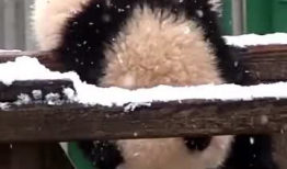 吃瓜爆料的小熊是谁啊,吃瓜爆料小熊的真实身份大揭秘